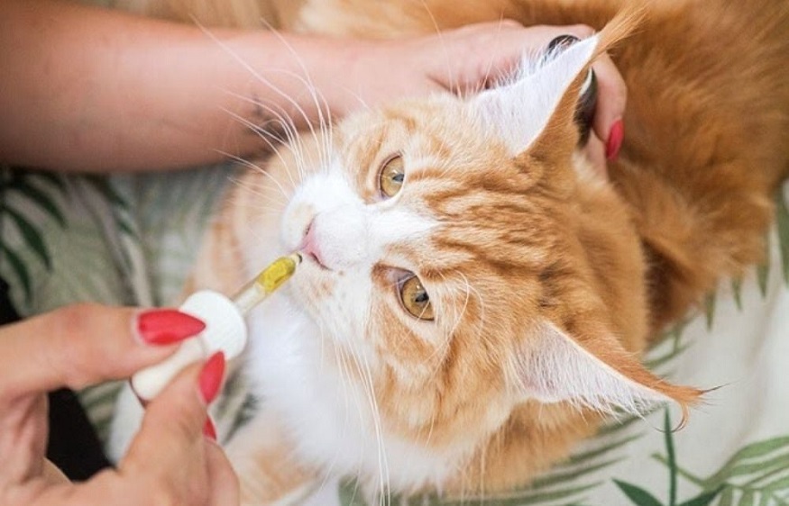 The Positive Stimulating Effects of CBD Treats for Cats