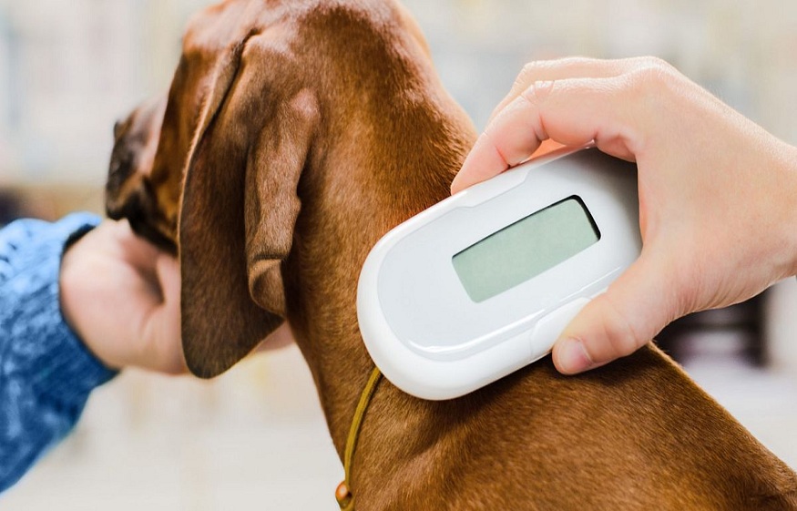 Microchipping Your Pet: How Vets Ensure Your Furry Friend is Safe